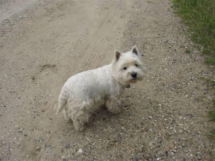 West highland white terrier Sjoske † Døde 7/9 2009†   - på vej ud at gå en tur, ved vores sommer hus:) billede 9
