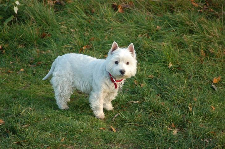 West highland white terrier Sjoske † Døde 7/9 2009†   - oppe ved vores sommerhus:) billede 10