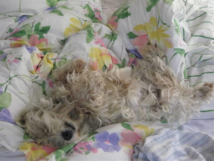 West highland white terrier Sjoske † Døde 7/9 2009†   - Igen:) billede 11