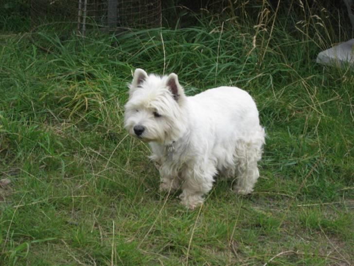 West highland white terrier Sjoske † Døde 7/9 2009†   - Syntes det er sådan et godt billed:) billede 12