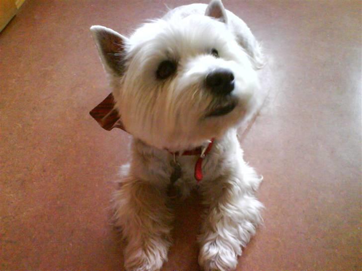 West highland white terrier Sjoske † Døde 7/9 2009†   - Hej søde:) billede 13