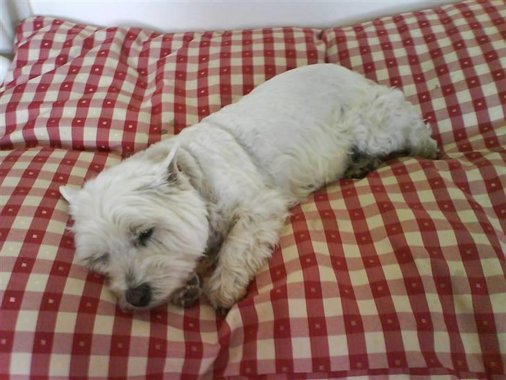 West highland white terrier Sjoske † Døde 7/9 2009†   - Her ligger du på din KÆMPE pude:P billede 14