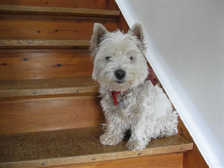 West highland white terrier Sjoske † Døde 7/9 2009†   - Her sidder hun på vores trappe og kigger om der kommer gæster:) billede 15