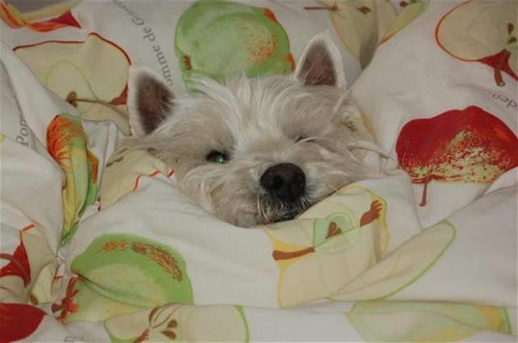 West highland white terrier Sjoske † Døde 7/9 2009†   - Her liggr hun og sovr om morgnene inden vi går i skole:)<3 billede 16