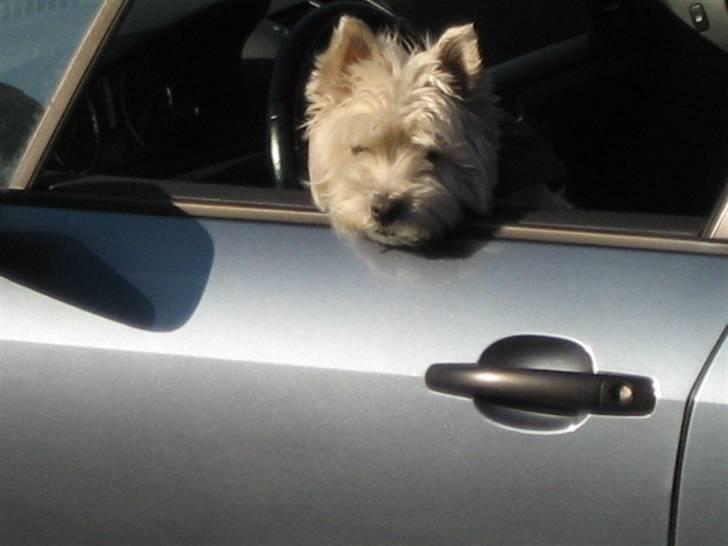 West highland white terrier Sjoske † Døde 7/9 2009†   - Kommer i ikke snart jeg keder mig:) idag d.27/9 billede 17