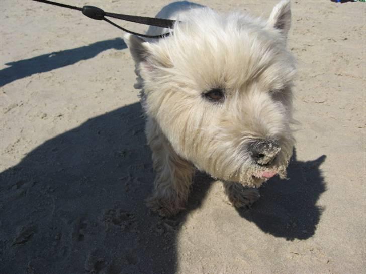West highland white terrier Sjoske † Døde 7/9 2009†   - sjoske i Skagen uden på grenen:) billede 18
