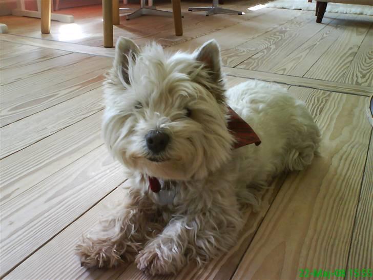 West highland white terrier Sjoske † Døde 7/9 2009†   - Også et af mine ynglings<33 billede 19
