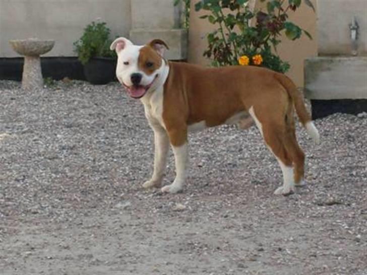Staffordshire bull terrier Bonzai-Staff's Armani billede 16