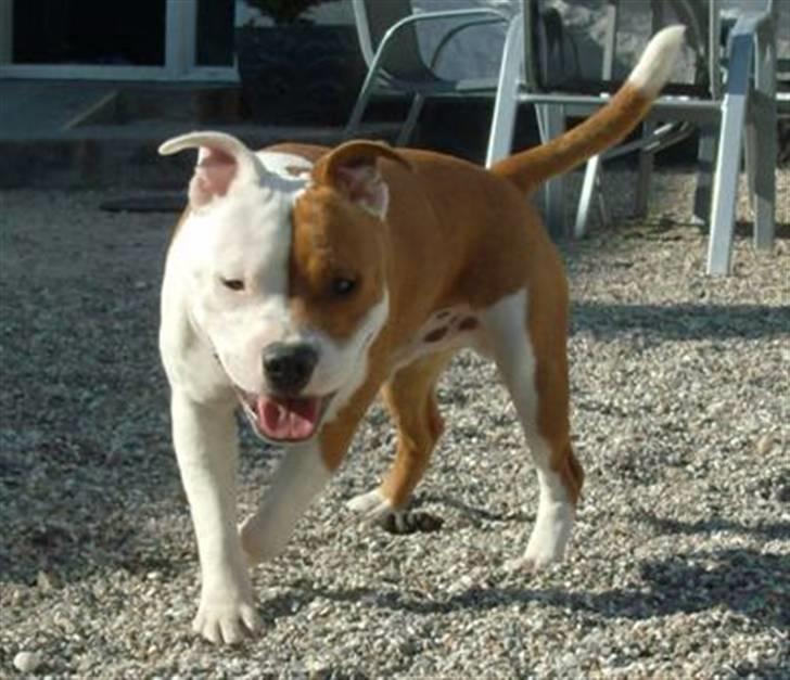 Staffordshire bull terrier Bonzai-Staff's Armani billede 17