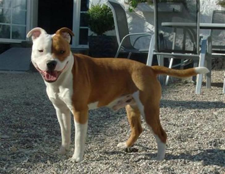 Staffordshire bull terrier Bonzai-Staff's Armani billede 18