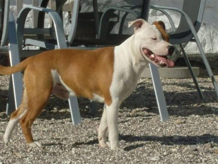 Staffordshire bull terrier Bonzai-Staff's Armani billede 19