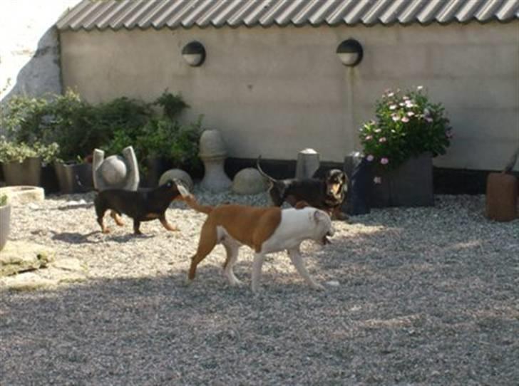 Staffordshire bull terrier Bonzai-Staff's Armani billede 20