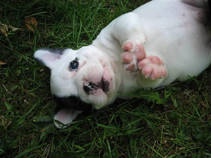 Fransk bulldog Josie R.I.P billede 1