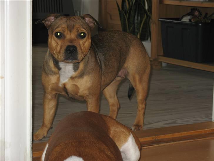Staffordshire bull terrier Tovdal Quality Queen billede 11