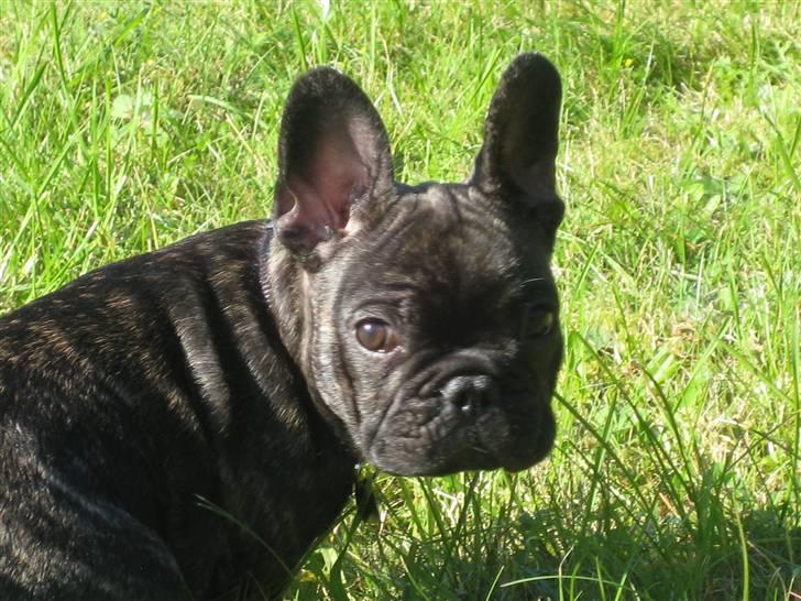 Fransk bulldog Milo R.I.P. - Er jeg ikke dejlig? 12 uger gammel billede 10