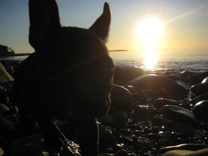 Fransk bulldog Milo R.I.P. - På stranden første gang, i solnedgang.. billede 11