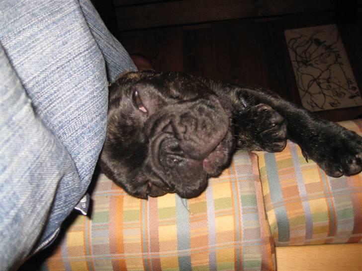 Fransk bulldog Milo R.I.P. billede 12