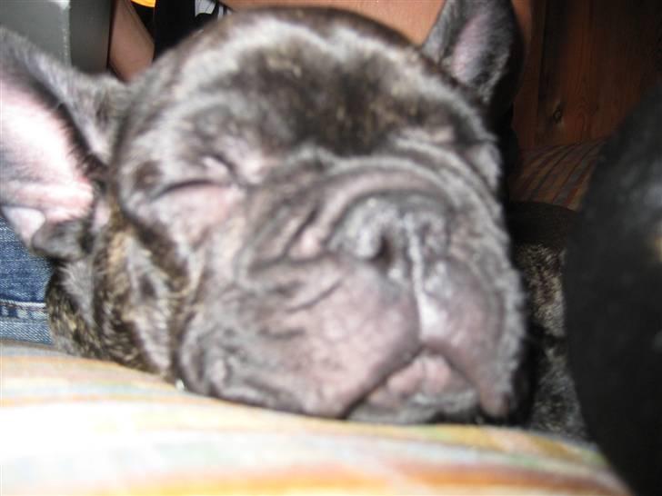 Fransk bulldog Milo R.I.P. billede 13