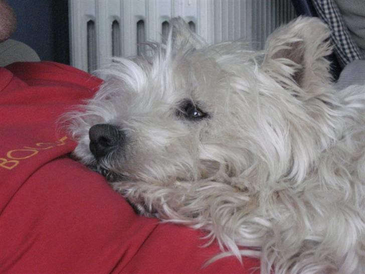 West highland white terrier Sjoske † Døde 7/9 2009†   - Det elsker hun bare:) billede 20