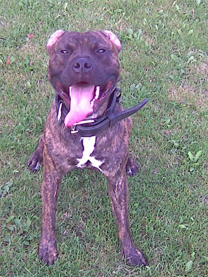 Amerikansk staffordshire terrier junior billede 1