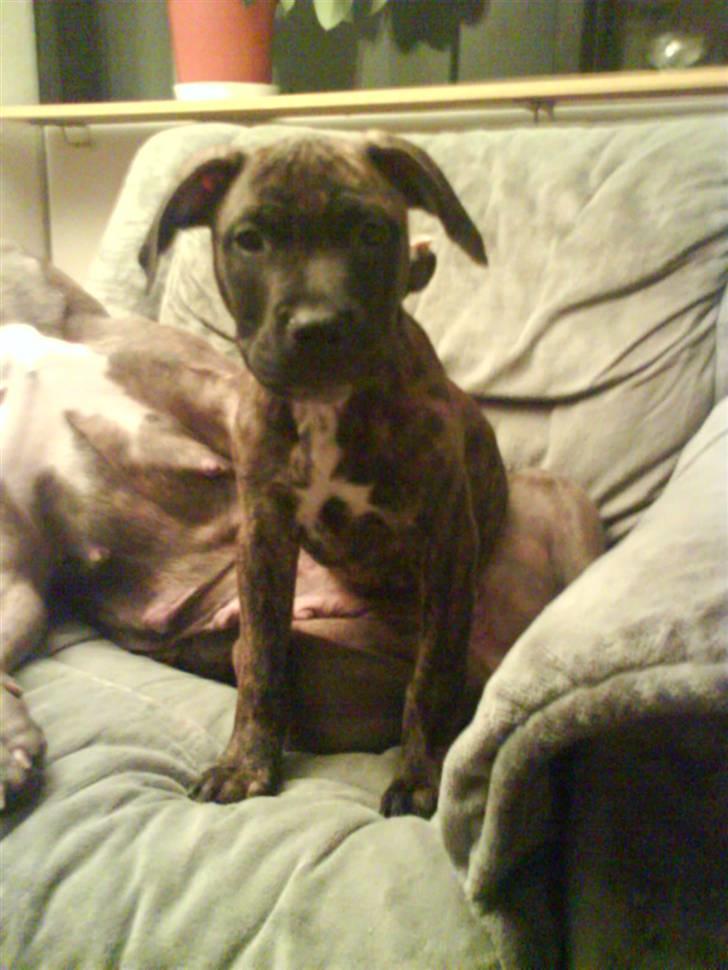 Amerikansk staffordshire terrier junior billede 3