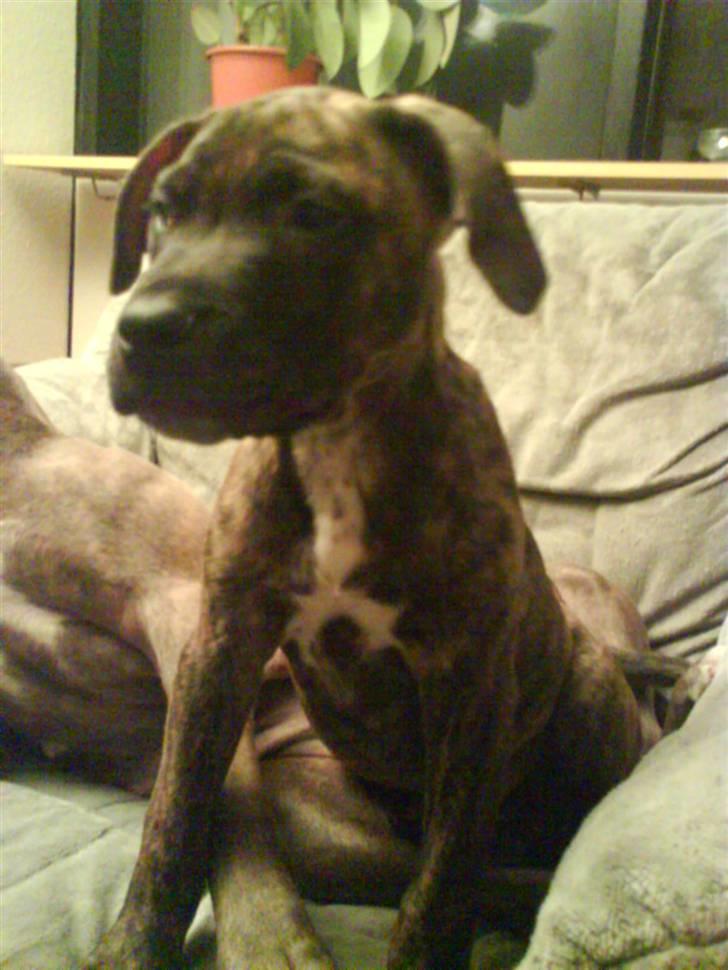 Amerikansk staffordshire terrier junior billede 4