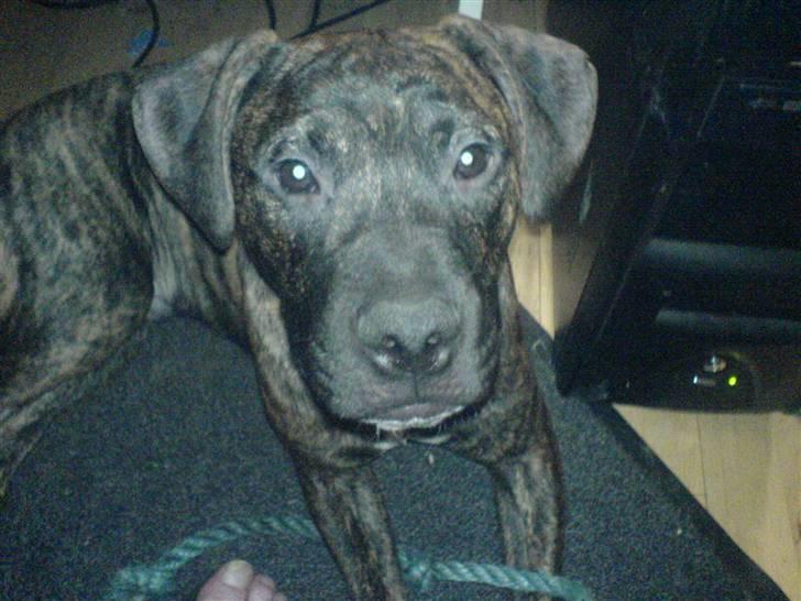 Amerikansk staffordshire terrier junior billede 6