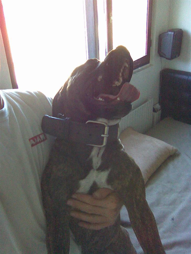 Amerikansk staffordshire terrier junior billede 7