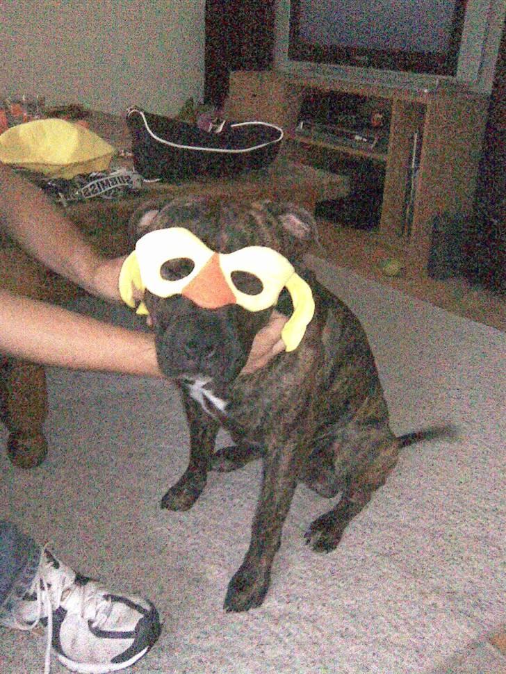 Amerikansk staffordshire terrier junior billede 8