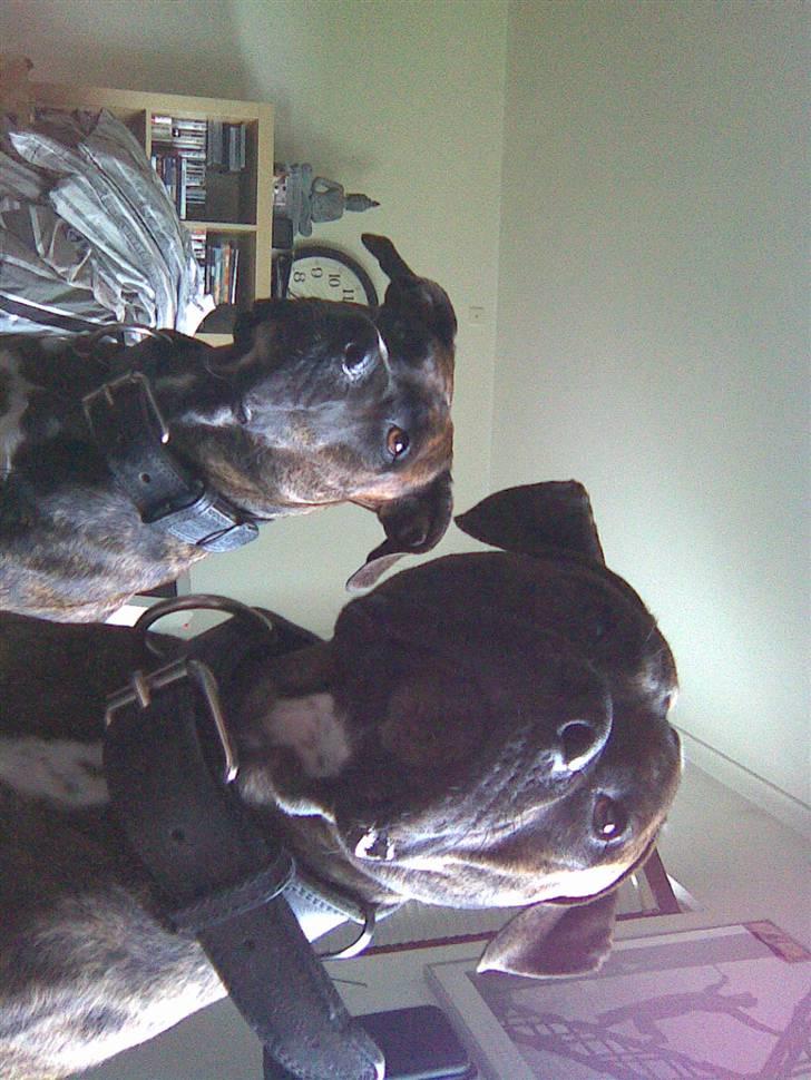 Amerikansk staffordshire terrier junior - junior sammen med malou billede 9