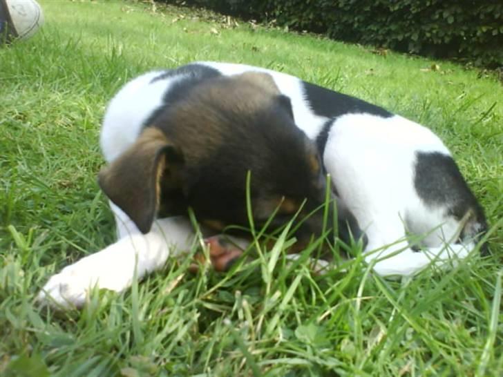 Dansk svensk gaardhund Bastian billede 10