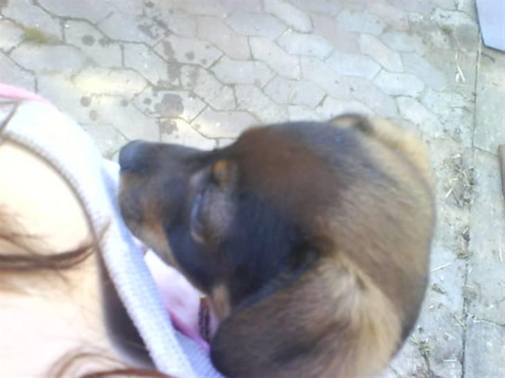 Dansk svensk gaardhund Bastian billede 11