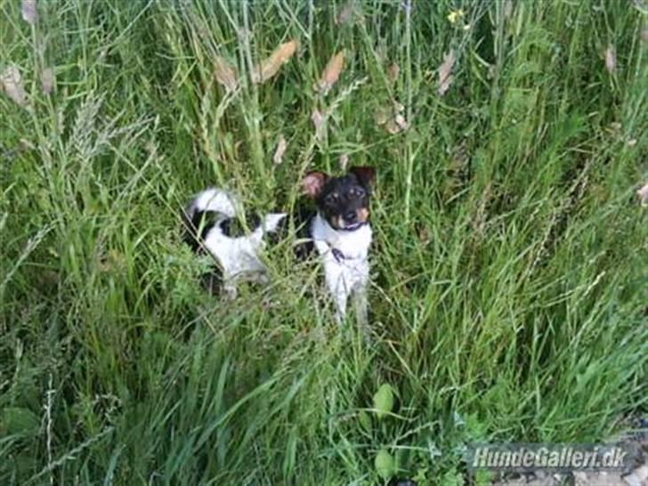 Dansk svensk gaardhund Bastian billede 12