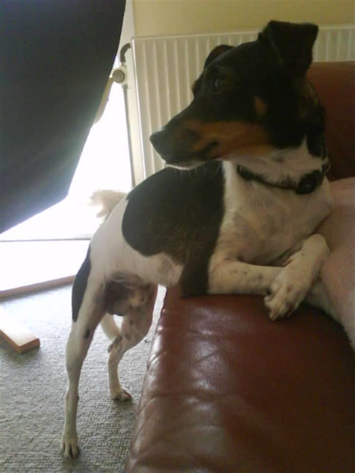 Dansk svensk gaardhund Bastian billede 13