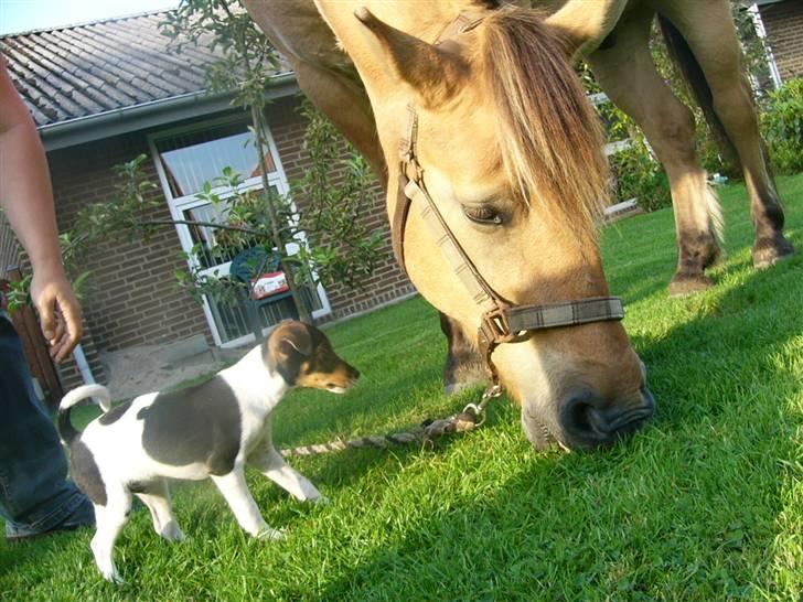 Dansk svensk gaardhund Bastian - bastian elsker heste han bider dem i mulen billede 14