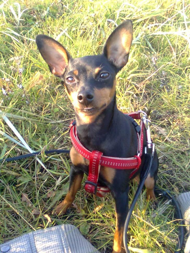 Dvaergpinscher Diva - Diva med ude og gå en tur :) billede 11