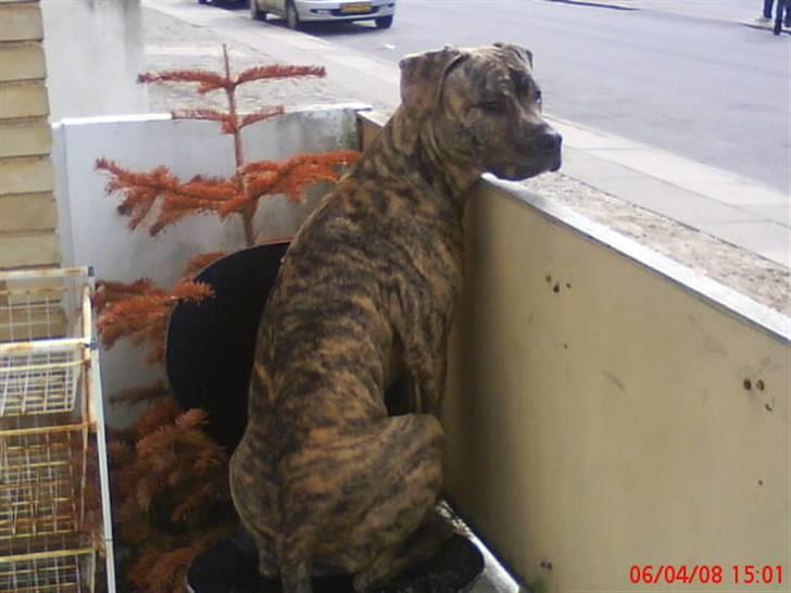 Blanding af racer cena R.I.P billede 14