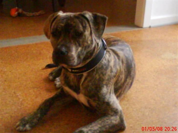 Blanding af racer cena R.I.P billede 15