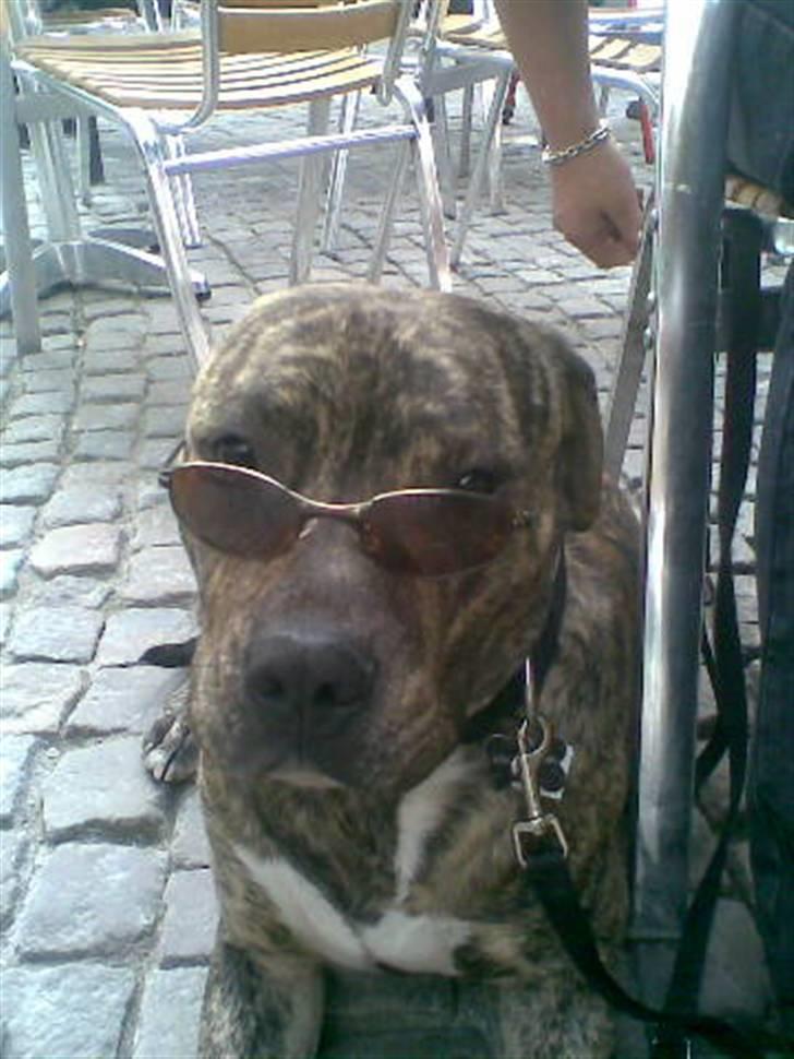 Blanding af racer cena R.I.P billede 17