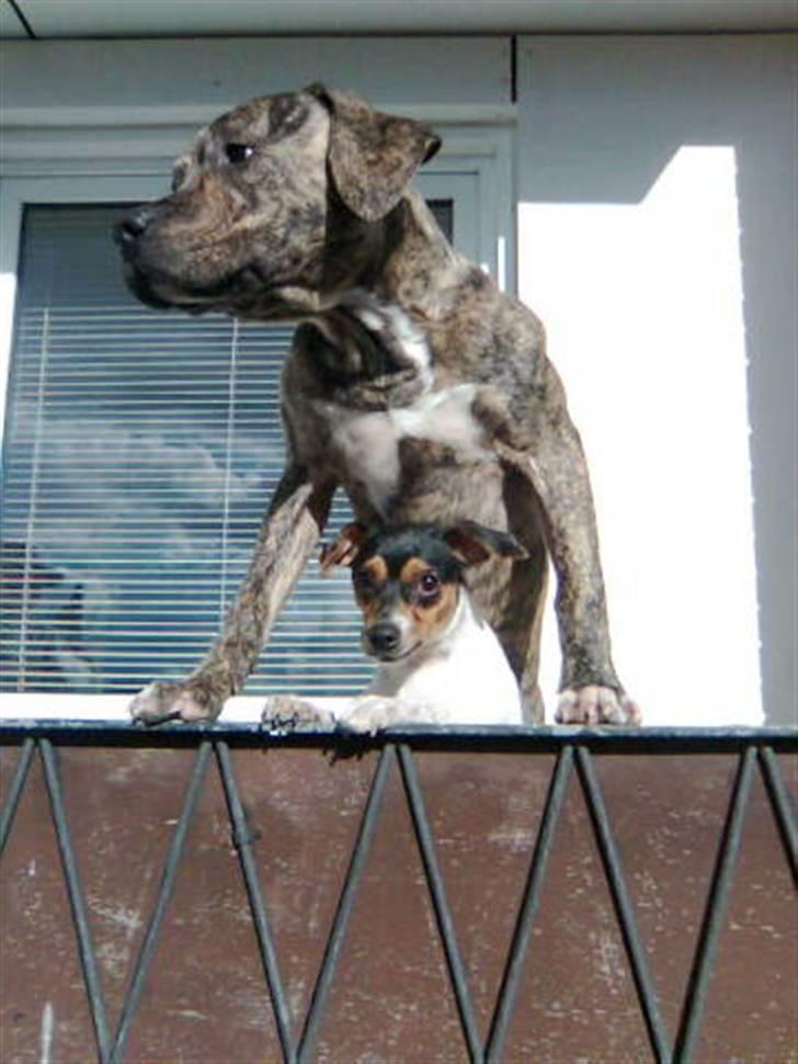 Blanding af racer cena R.I.P billede 18