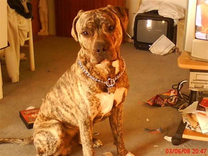 Blanding af racer cena R.I.P billede 19