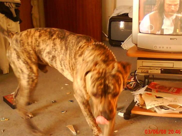 Blanding af racer cena R.I.P billede 20