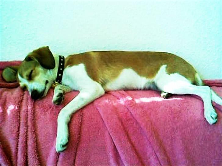 Blanding af racer Sonne - ZZZZZZZ billede 1