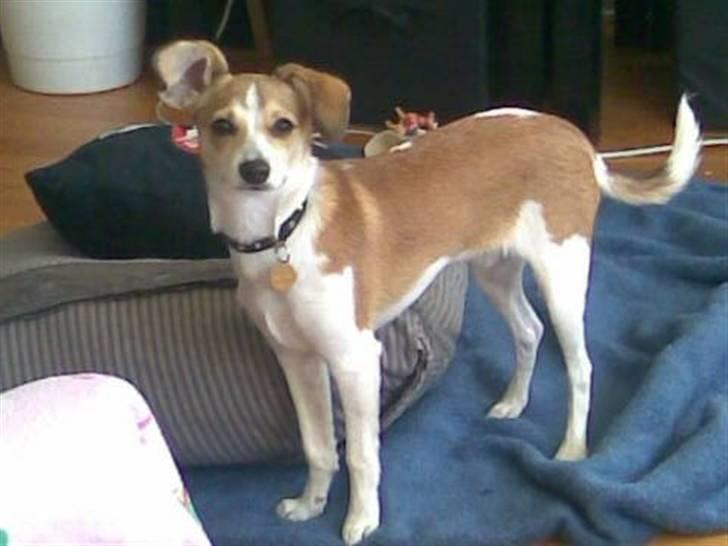 Blanding af racer Sonne - "Pil nu af med den fon!" billede 2