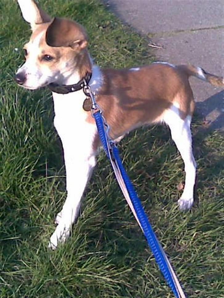 Blanding af racer Sonne - "Hey, mad, hvor??" billede 3