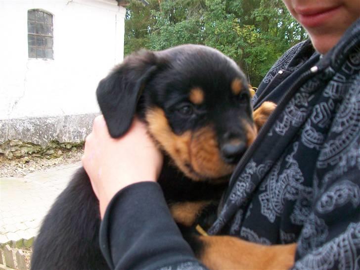 Rottweiler Tyson - det er så tyson og mig billede 1