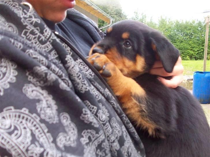 Rottweiler Tyson - et til billede af tyson og mig billede 2