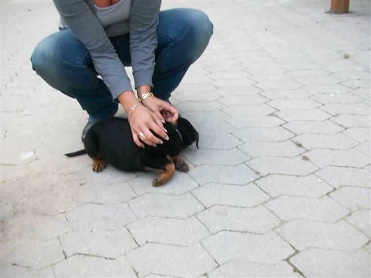 Rottweiler Tyson - det så et billede af min mor og Tyson billede 3