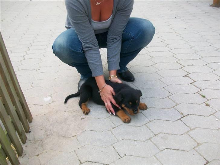 Rottweiler Tyson - et til billede af tyson og min mor billede 4