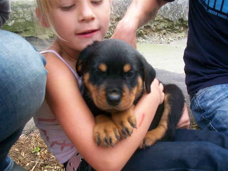 Rottweiler Tyson - tyson og søs billede 6